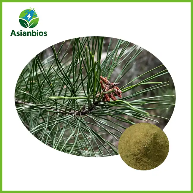 Pine Branch Extract